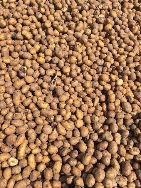 aardappelen fontane 25euro/ton, Ophalen