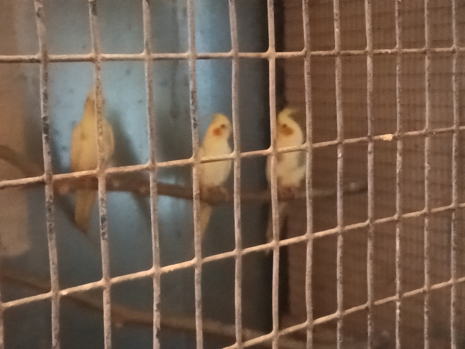3 jonge valkparkieten, Sexe inconnu, Bagué