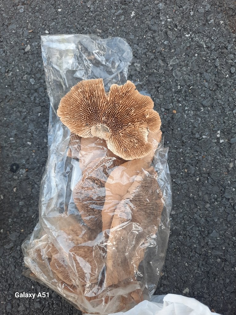 nieuwe zakjes bloemschik decoratie uit te kiezen, Ophalen of Verzenden, Nieuw