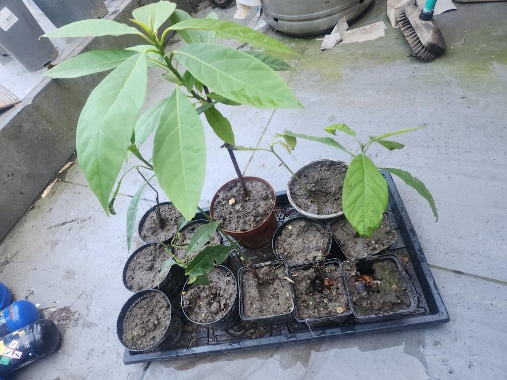 avocado planten, Tuin en Terras, Ophalen