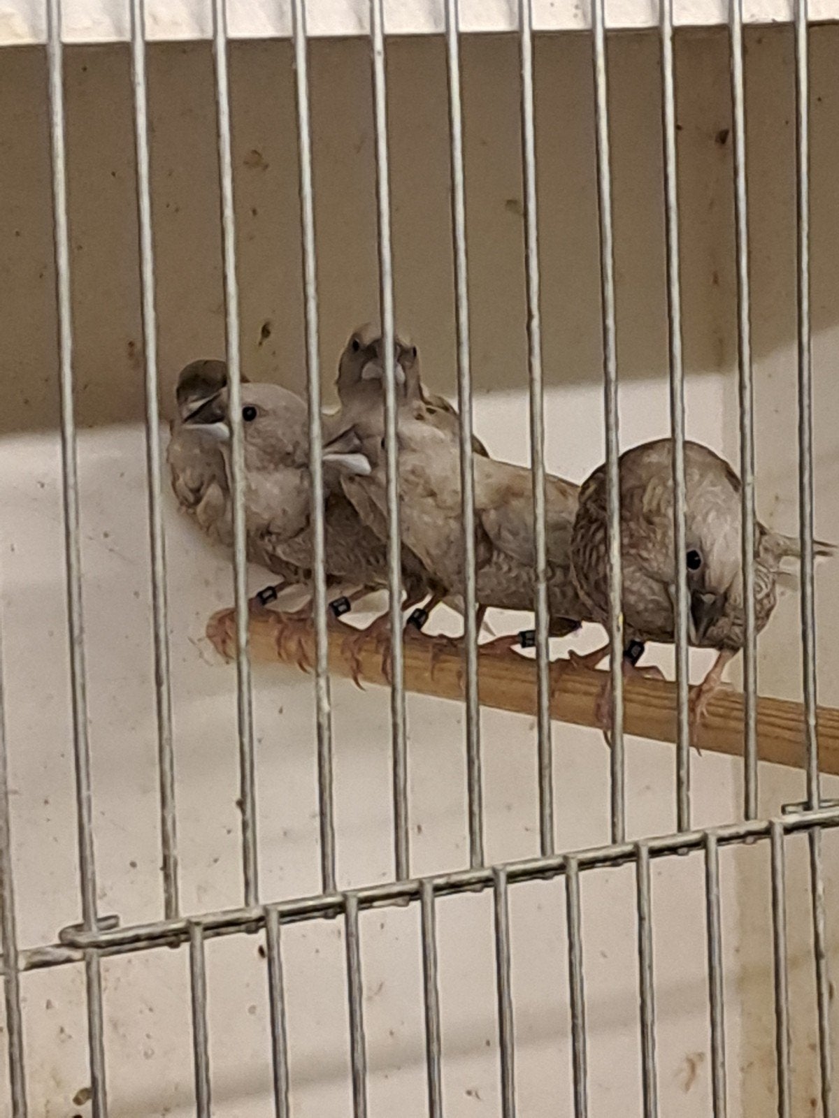 JM zwartbruin gepareld, Dieren en Toebehoren