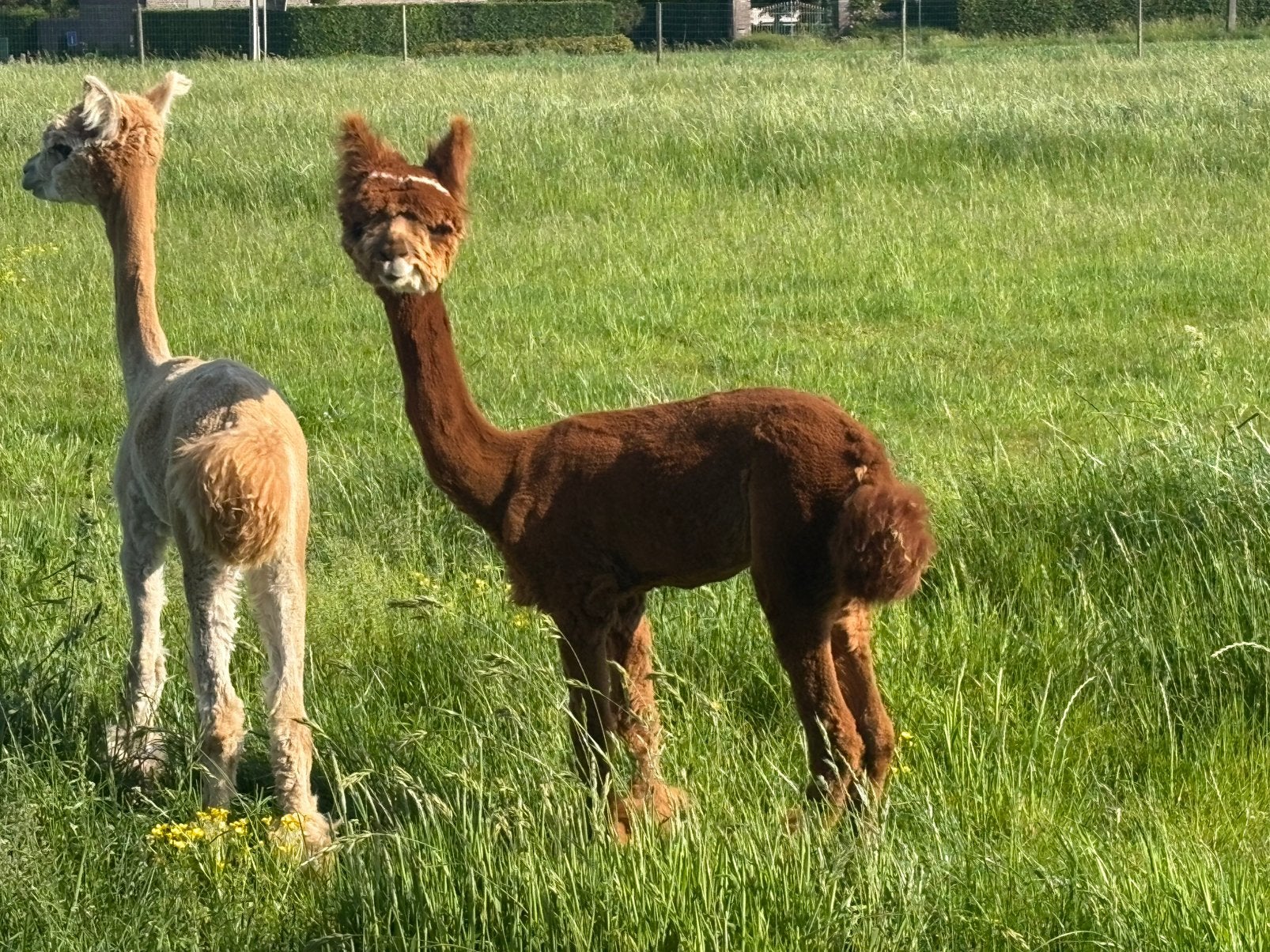Alpaca hengst, Dieren en Toebehoren, Juni, Mannelijk