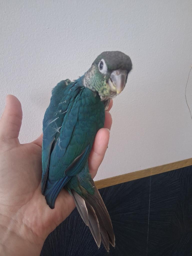 Conure eam, Dieren en Toebehoren, Geslacht onbekend, Dwergpapegaai of Agapornis, Pratend