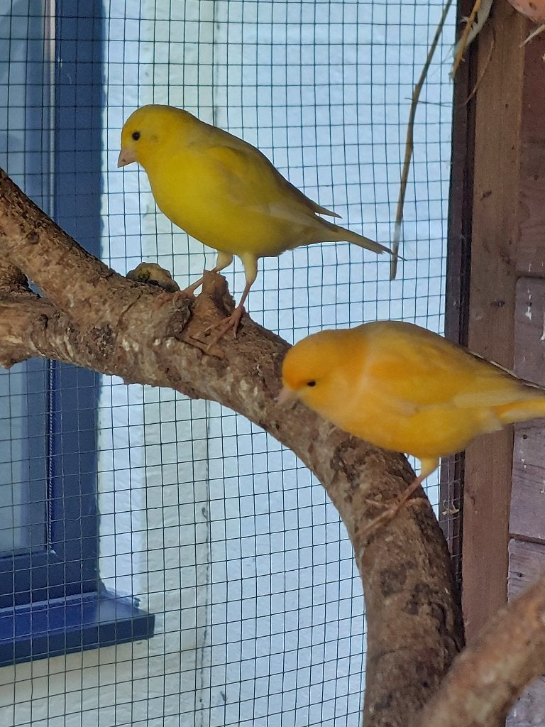 Kanaries, Dieren en Toebehoren, Meerdere dieren, Kleurkanarie