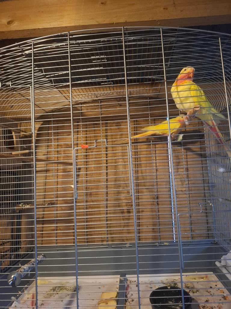 Prinses parkieten, Tam