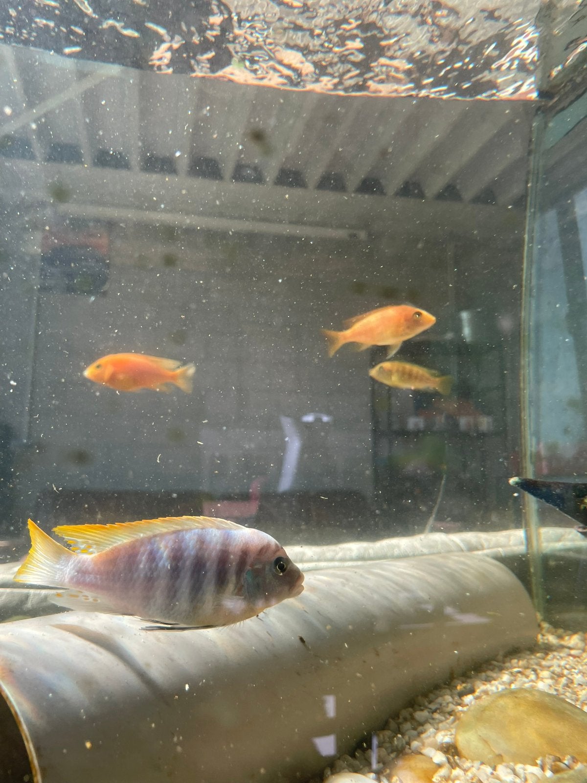 Malawi cichliden