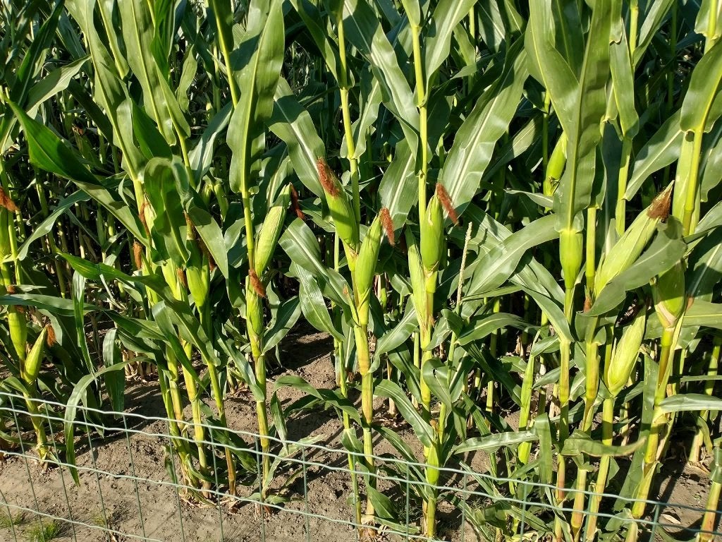 Mais te koop, Zakelijke goederen, Landbouw | Veevoer, Ophalen