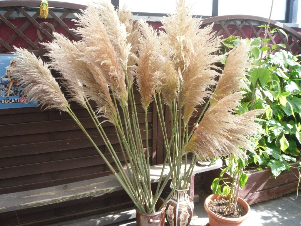 plumes de pampa 1 euros la pièce, Jardin & Terrasse, Enlèvement