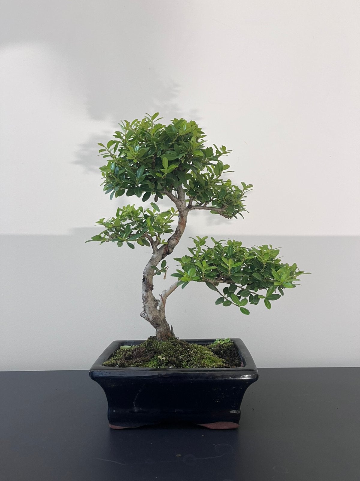 Ilex Bonsai, Tuin en Terras, Ophalen