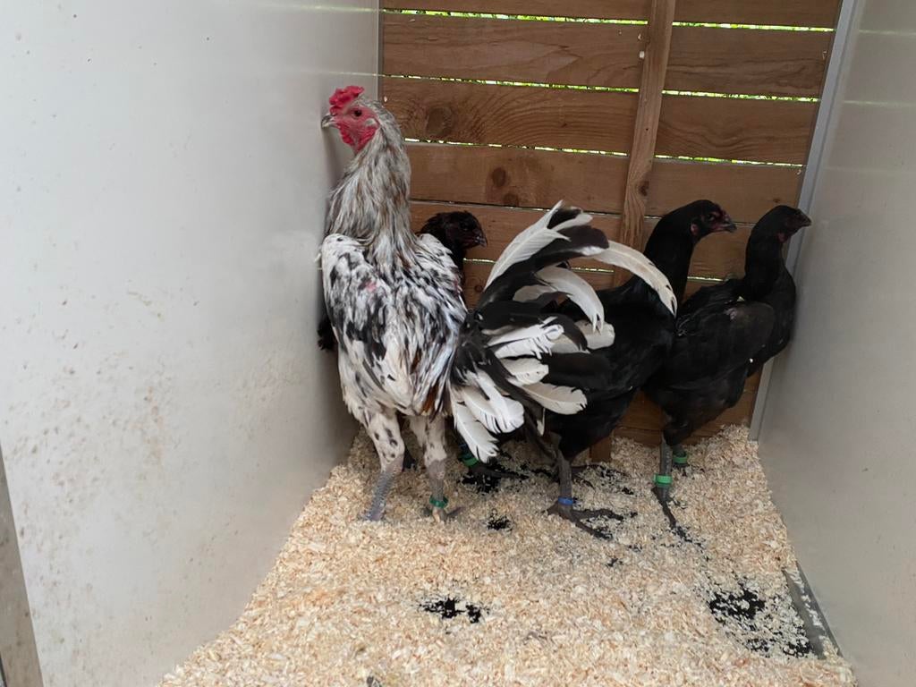 Luikse vechter haan splash, Dieren en Toebehoren, Pluimvee