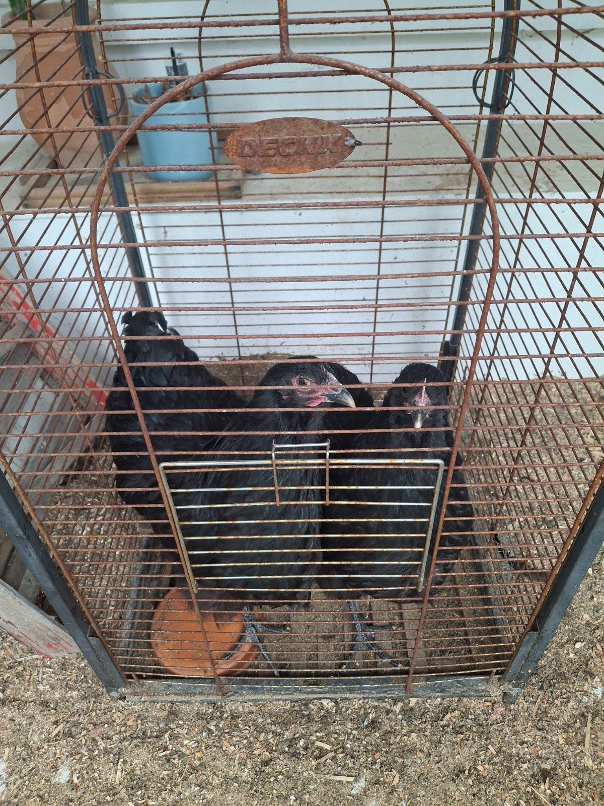 Orpington hen, Dieren en Toebehoren, Vrouwelijk, Kip