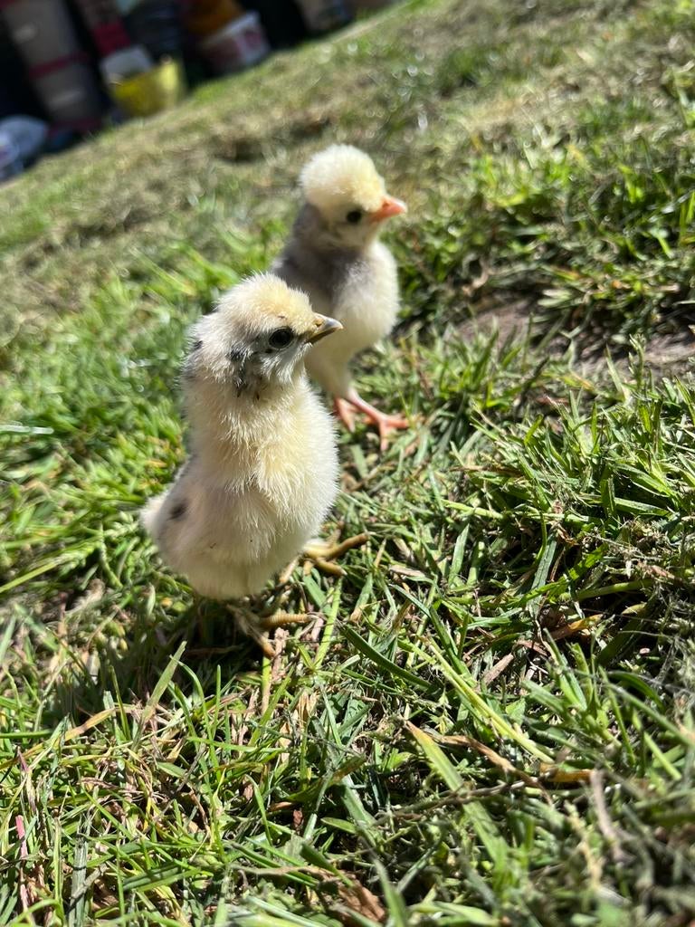 Zijdehoen en kuifhoen kuikens, Dieren en Toebehoren