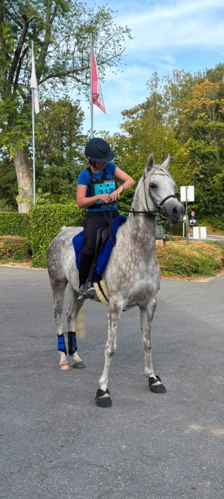 Arabische volbloed merrie, Dieren en Toebehoren, Paarden, Merrie, Minder dan 160 cm, Met stamboom, 7 tot 10 jaar
