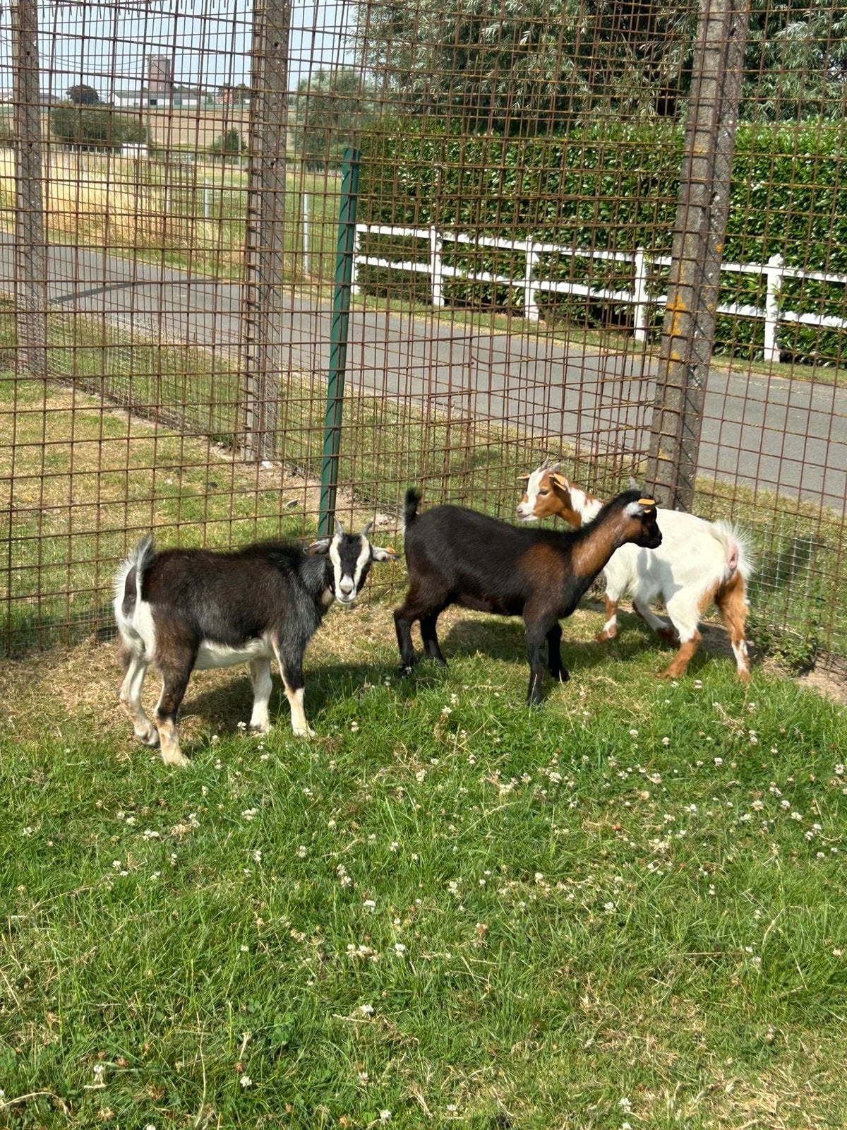 3 prachtige dwerg geitjes miekes ( vrouwelijk ), Femelle, Chèvre