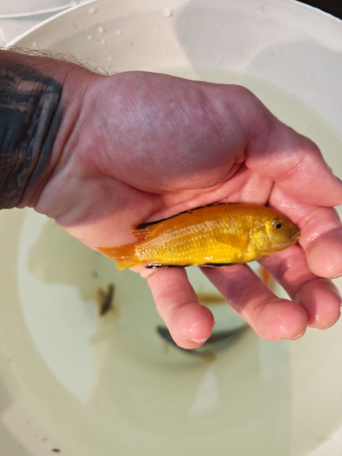 malawi aquarium, Dieren en Toebehoren, Ophalen, Pomp, Gebruikt, Gevuld zoetwateraquarium