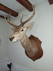 tête de cerf naturalisée, Enlèvement, Comme neuf, Cerf, Bois ou Tête