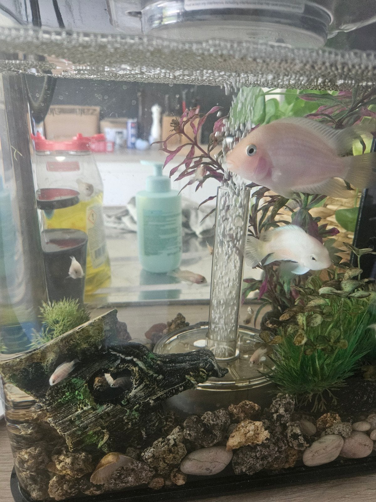 baby cichliden, Dieren en Toebehoren, Knaagdieren, Mei