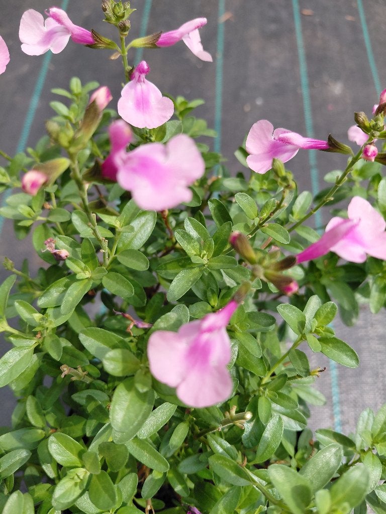 Salvia roze, Tuin en Terras, Ophalen, Zomer, Halfschaduw