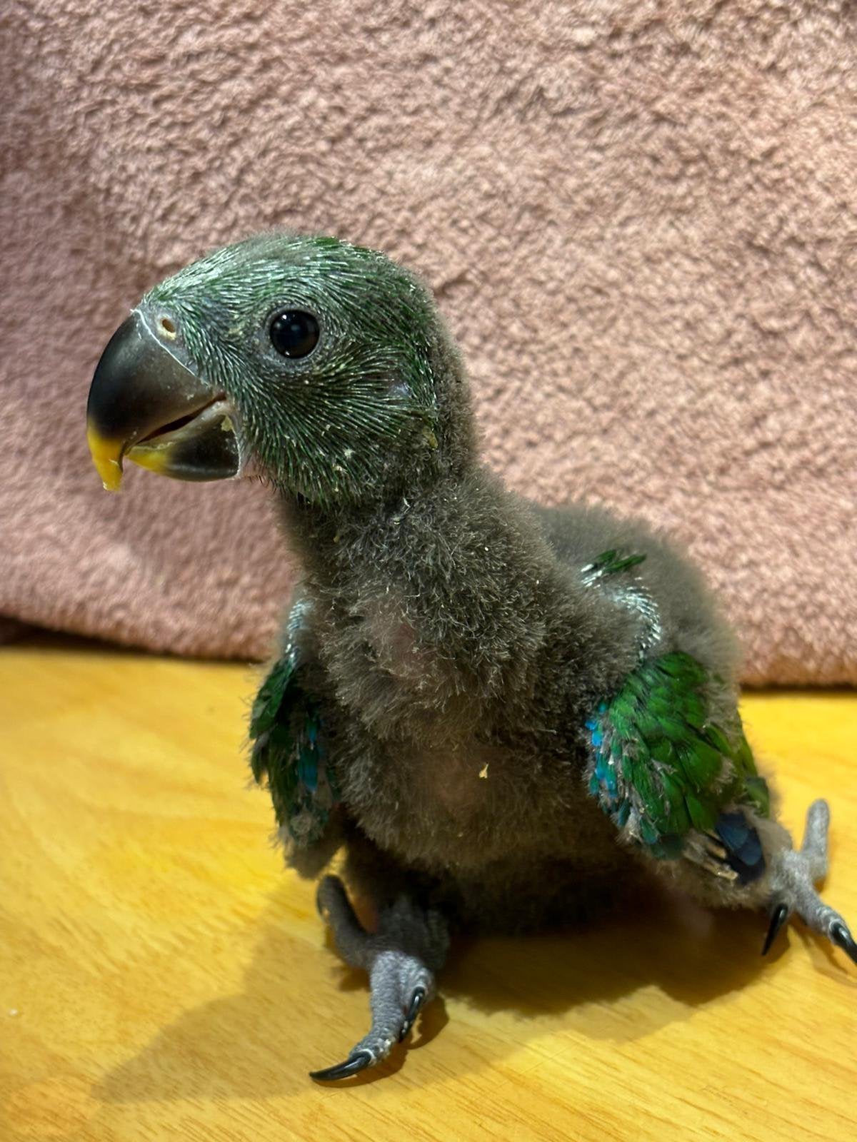 Handtamme edelpapegaaien, Meerdere dieren, Papegaai, Pratend