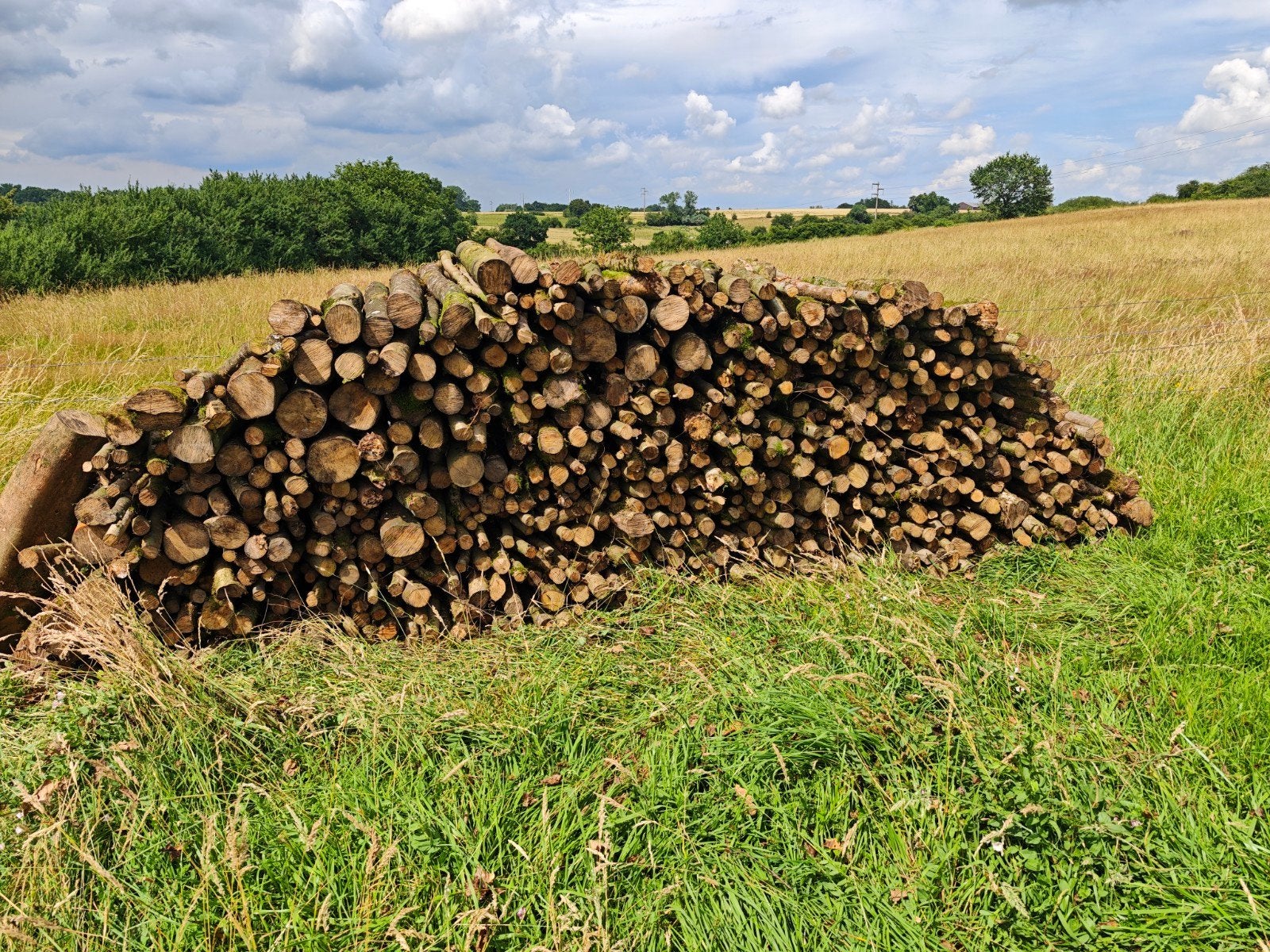Bois de chauffage, Bouleau