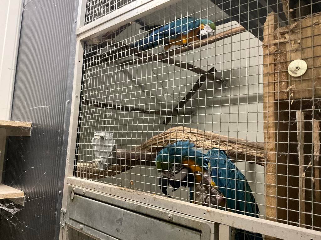 Bewezen koppel aras liggen met 3eieren dus gaan nu niet weg, Dieren en Toebehoren, Papegaai