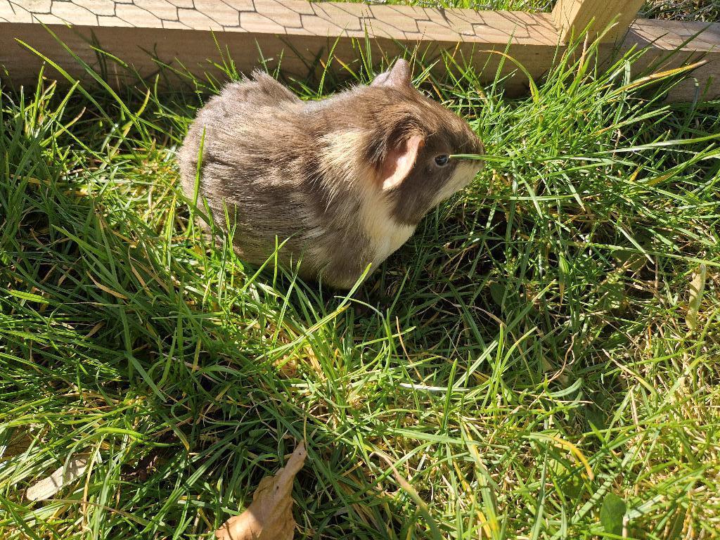 Cavia, Janvier, Plusieurs animaux, Cobaye