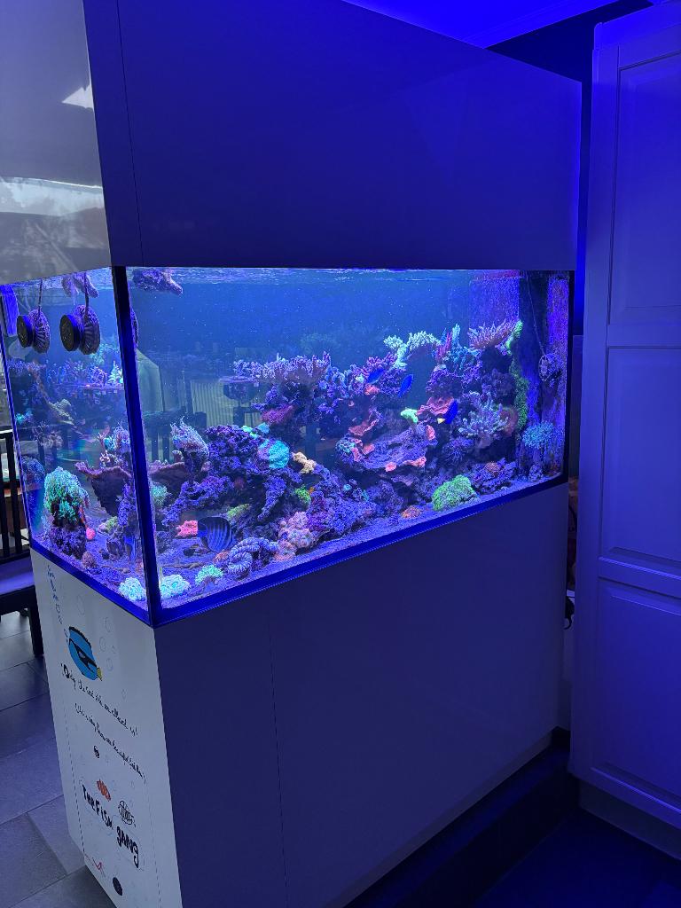 Zeewater aquarium 125x60x60 doorkijk, Enlèvement, Utilisé, Aquarium vide, Autres marques