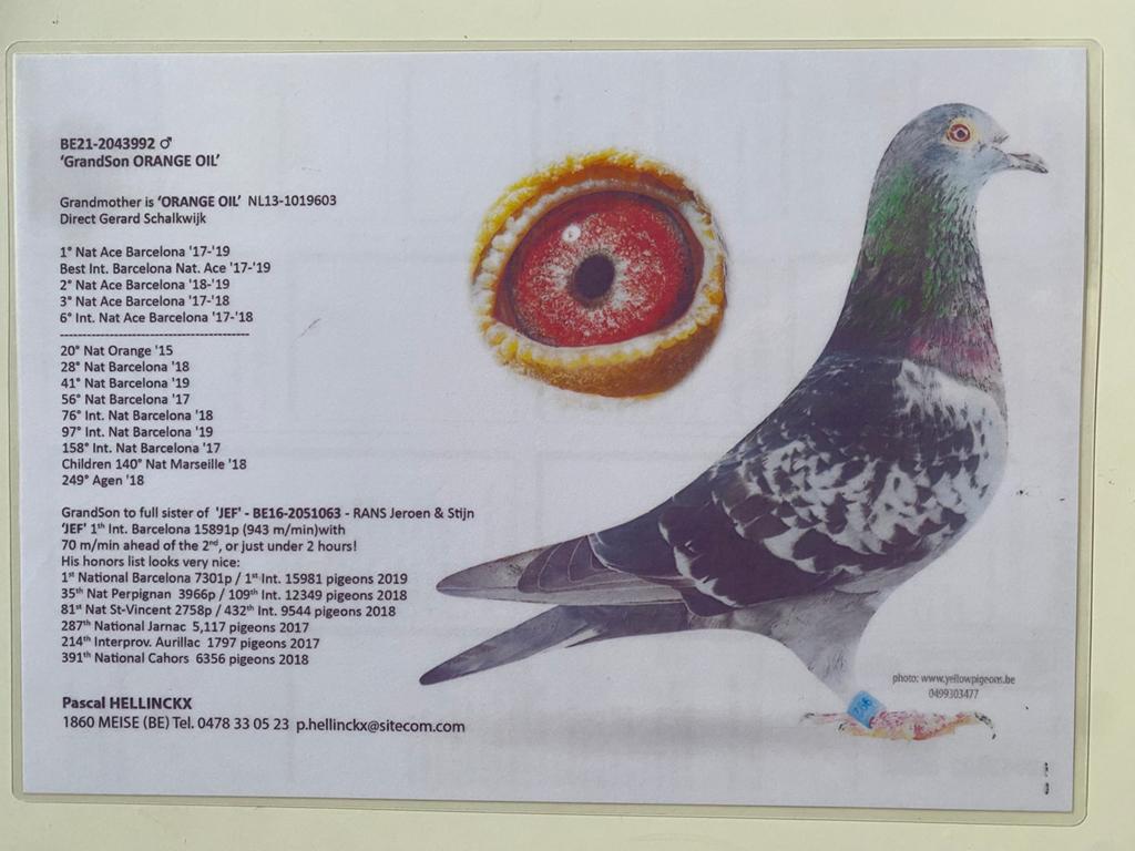 Kleinzoon “ Orange Oil “, Dieren en Toebehoren, Vogels | Duiven, Mannelijk, Postduif