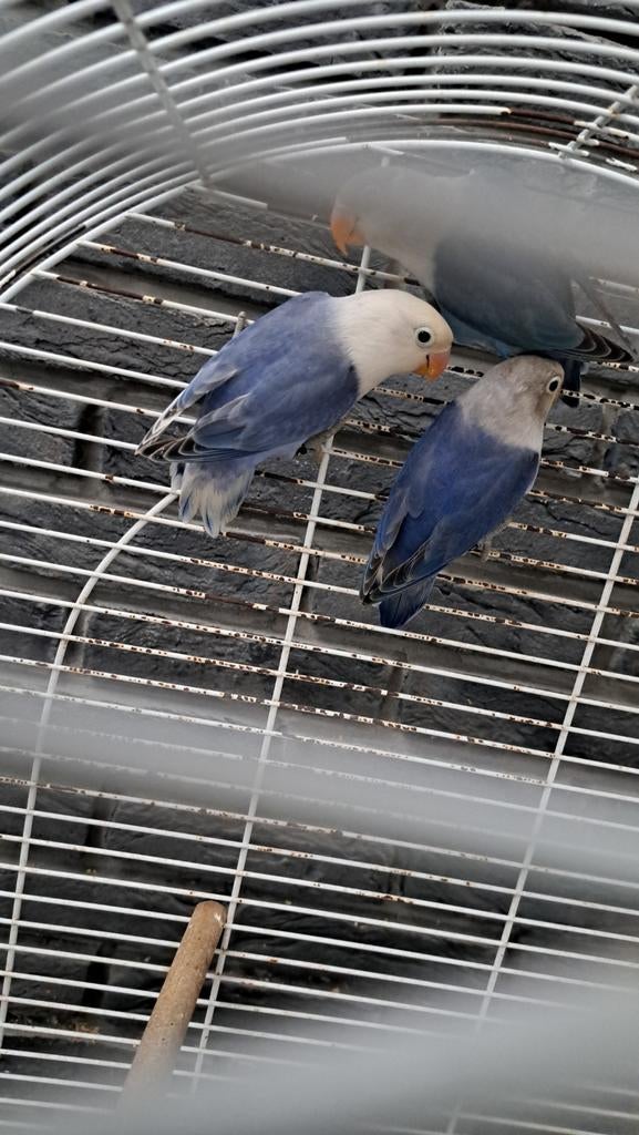 Agapornis fischeri, Dieren en Toebehoren, Geslacht onbekend, Papegaai, Geringd