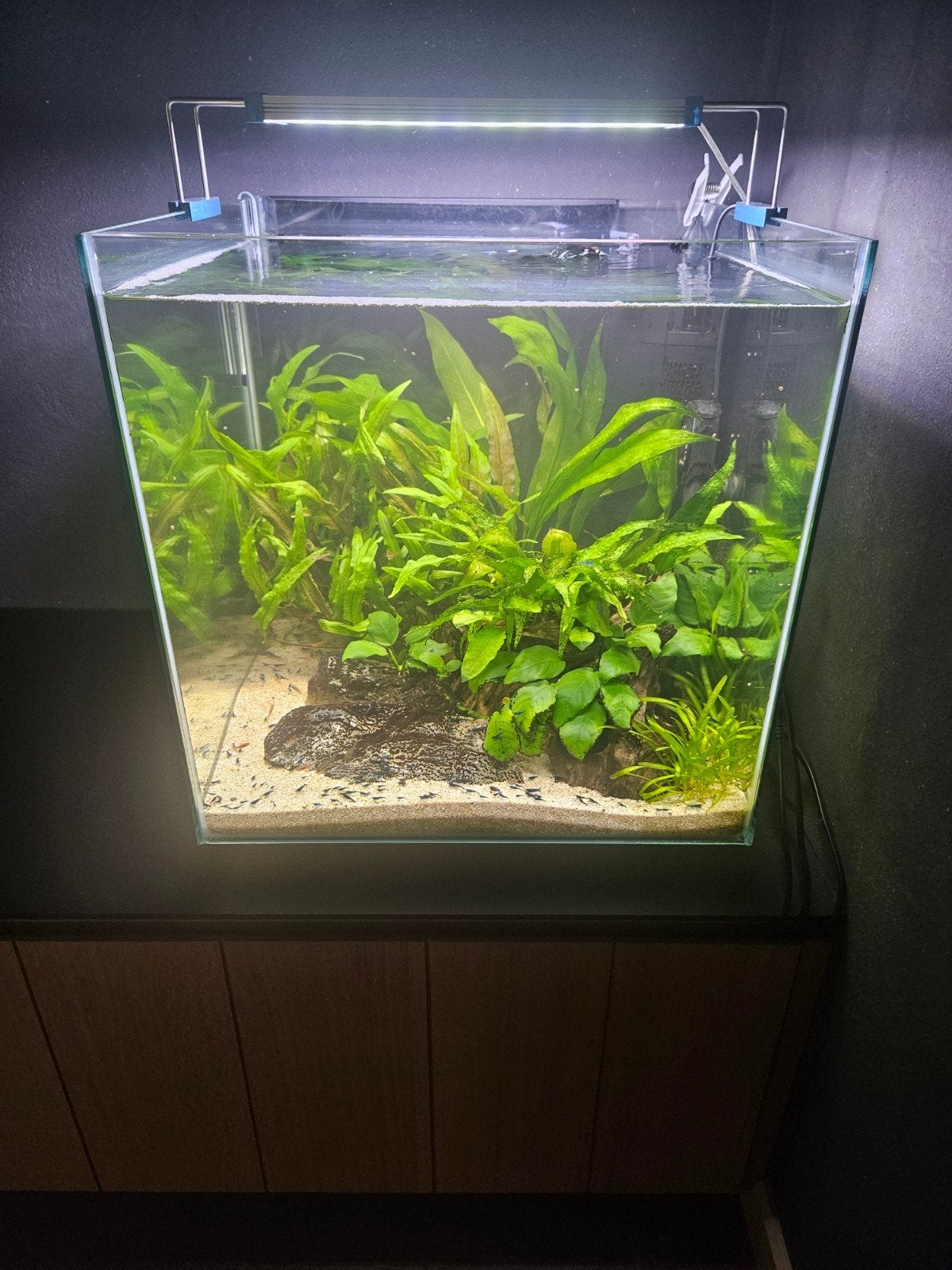 Draaiend aquarium 60 liter met complete inhoud, Ophalen, Dennerle
