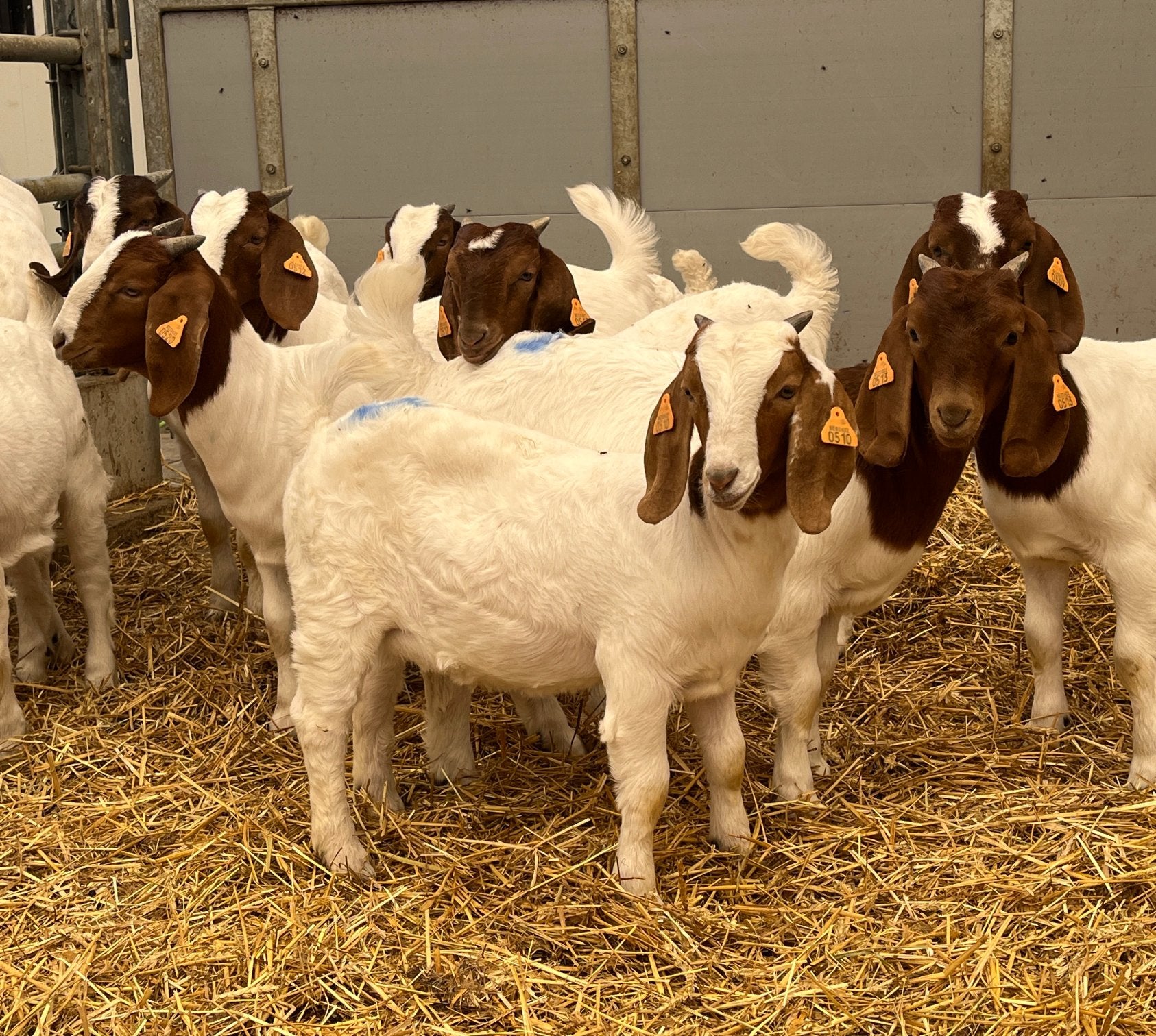 Boergeiten, geiten, Dieren en Toebehoren, Schapen, Geiten en Varkens