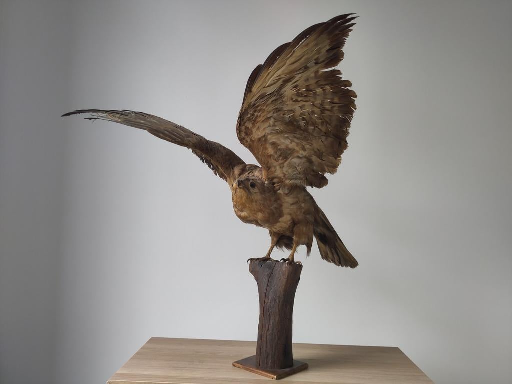 Buse en peluche - taxidermie - vintage, Enlèvement, Comme neuf, Oiseaux, Animal empaillé