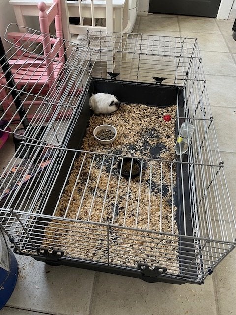 cavia 4maanden zeugje met grote kooi, Dieren en Toebehoren, Cavia, Juni, Vrouwelijk, Tam
