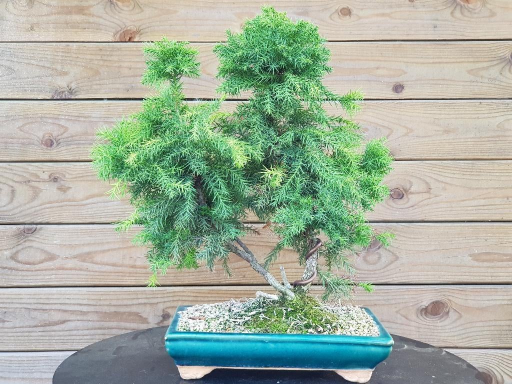 Te koop: pre-bonsai / bonsaimateriaal, Cryptomeria japonica, Volle zon, Vaste plant, Bloeit niet, Ophalen