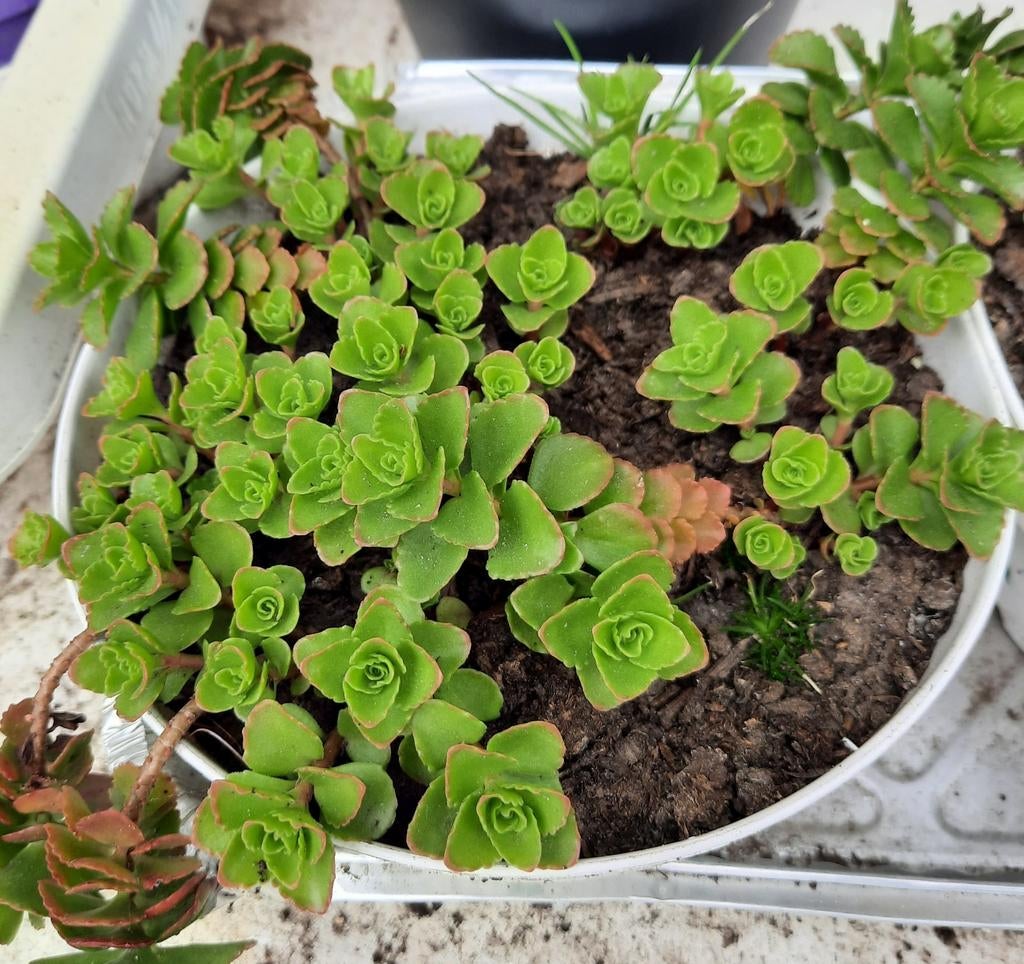 Vetplantjes (bodembedekkers), Tuin en Terras, Ophalen, Vaste plant, Bodembedekkers, Halfschaduw
