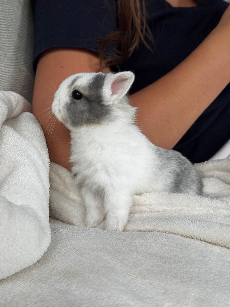 Kleurdwerg rammetje, Dieren en Toebehoren, Konijnen, Mannelijk, Dwerg, 0 tot 2 jaar