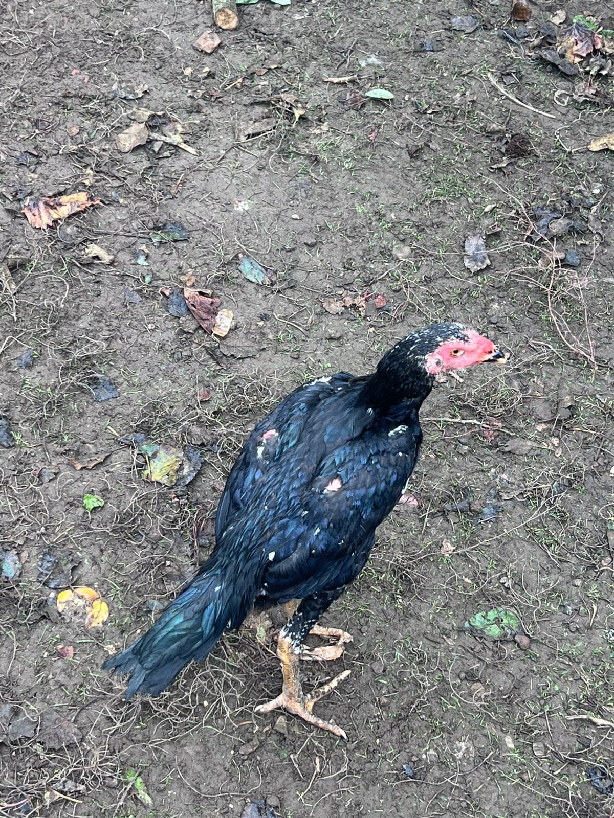 Coqs et poules shamo à vendre 5 mois, Dieren en Toebehoren