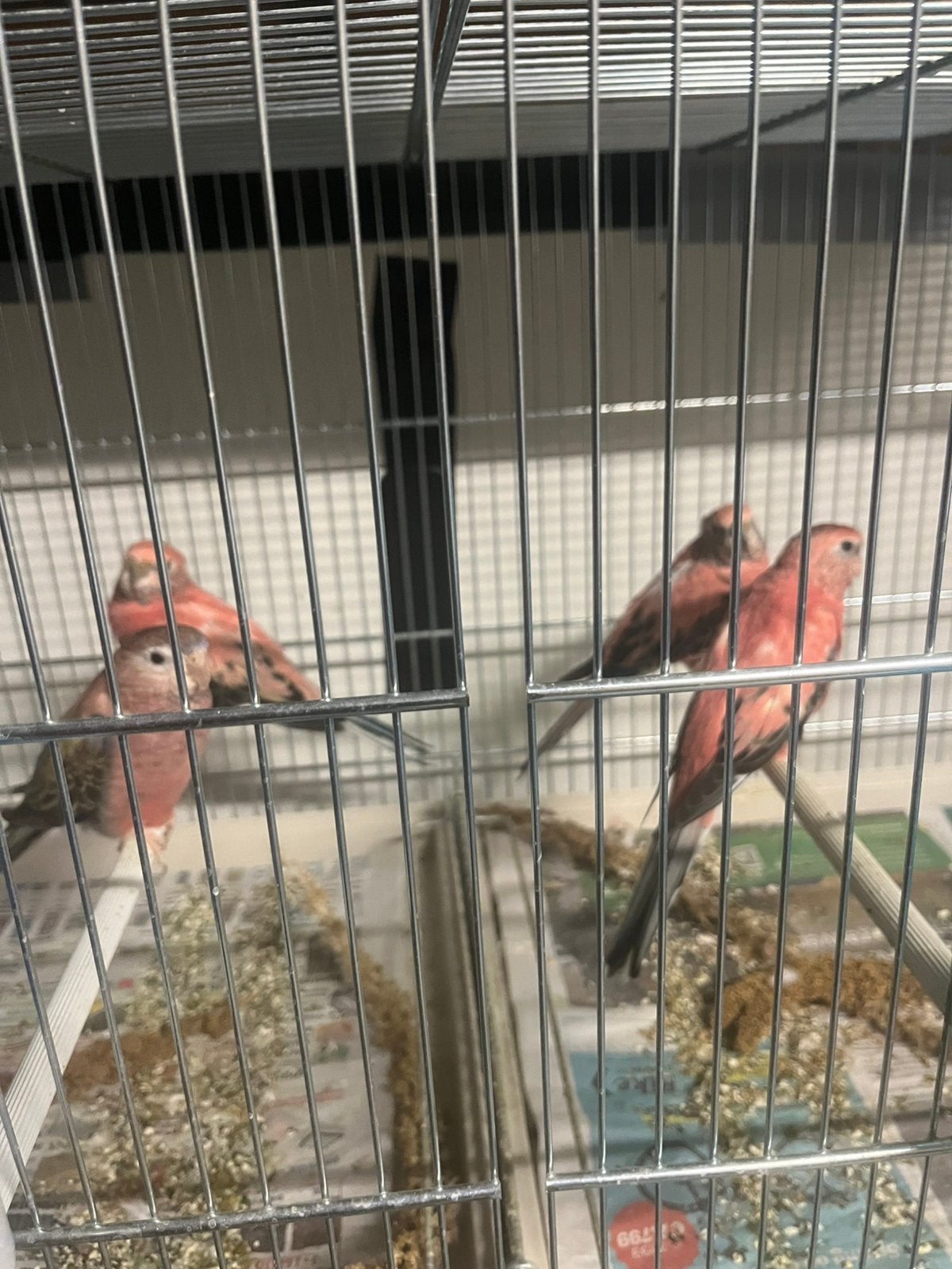 Koppels roze bourkes, Dieren en Toebehoren