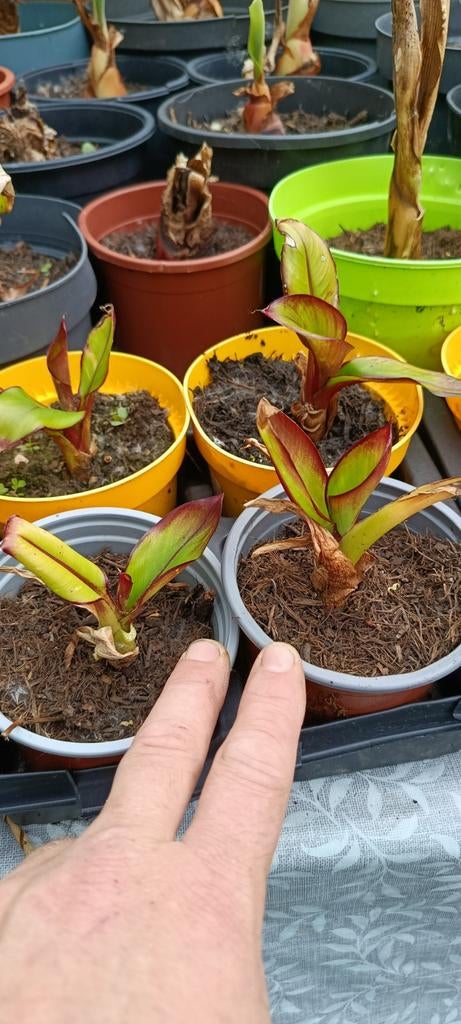 Ensete ventricosum maurelli banana, Jardin & Terrasse, Plantes | Jardin, Été, Enlèvement