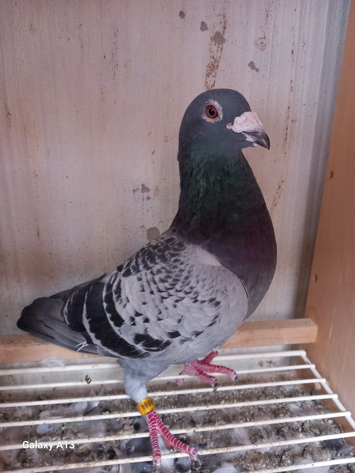 Stamboom duiven tekoop, Dieren en Toebehoren, Meerdere dieren, Postduif
