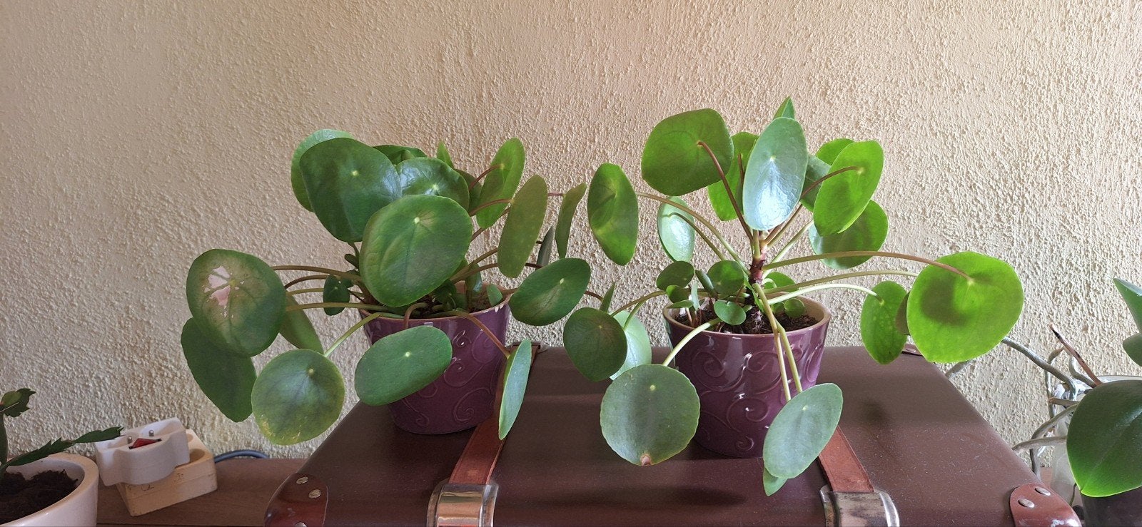 pannenkoeken plantjes, Ophalen