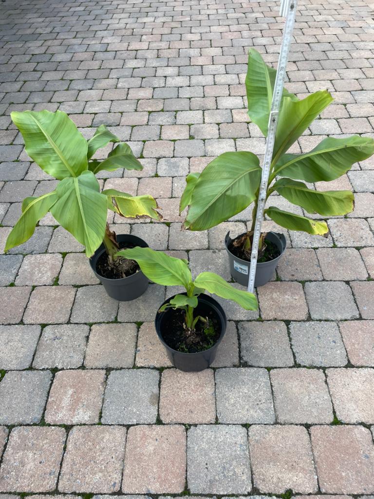 Musa basjoo banaan boom, Tuin en Terras, Ophalen