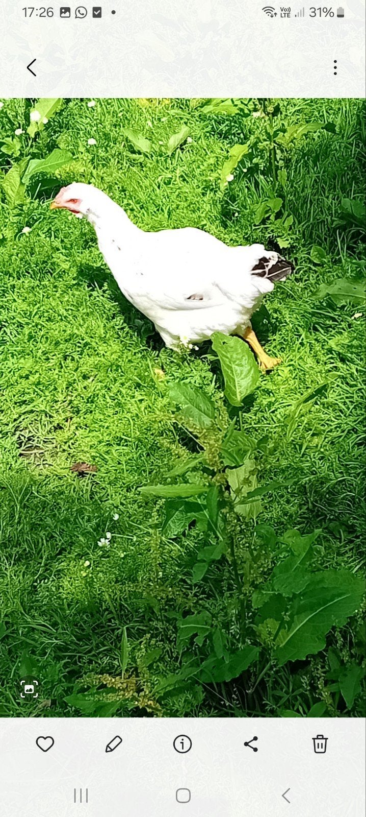 4 jeunes poules pondeuses