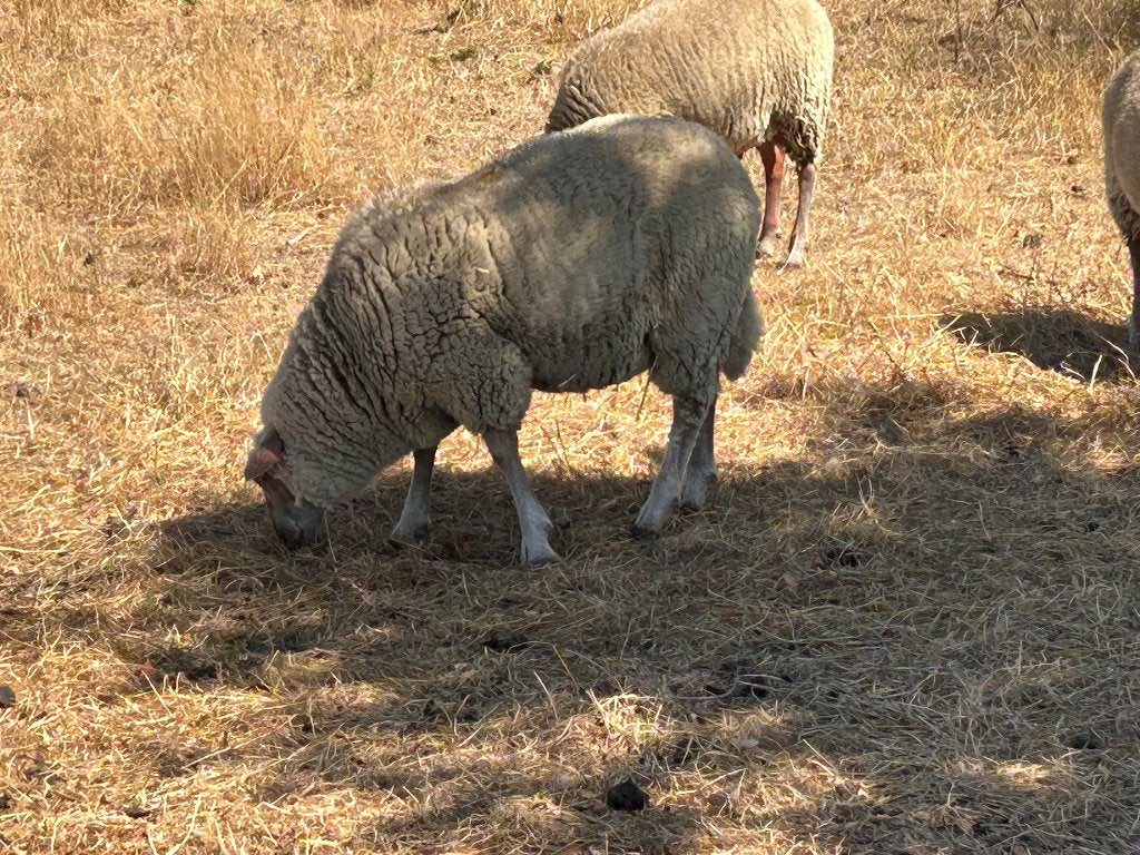Mooie jonge ooi, Dieren en Toebehoren, Schapen, Geiten en Varkens