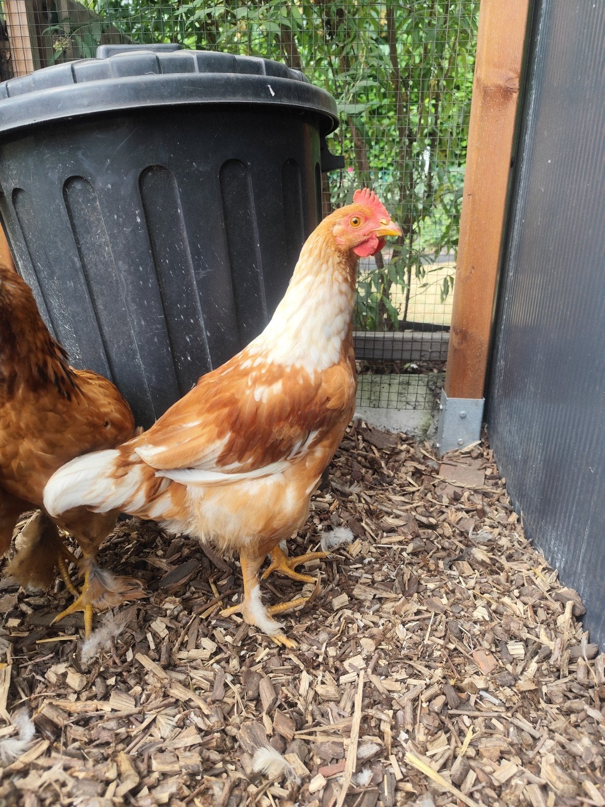gratis haantje 3 maand oud, Dieren en Toebehoren
