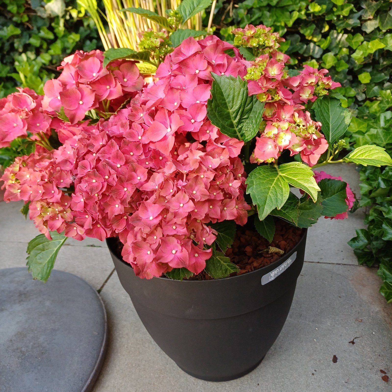hortensia/ hydrangea macrophylla, Ophalen, Zomer, Vaste plant, Halfschaduw