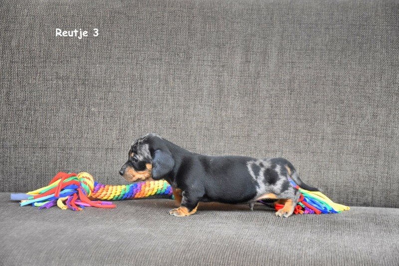 Blue Merle Tan Dwergteckel pupje, Parvo, België, Reu, 8 tot 15 weken