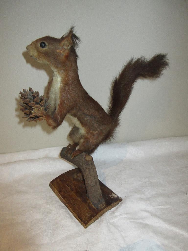 Taxidermie écureuil empaillé sur branche animal écureuil, Enlèvement, Animal empaillé