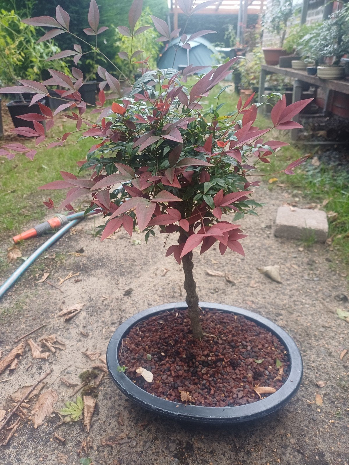 1 hemelse bamboe bonsai, Tuin en Terras, Ophalen