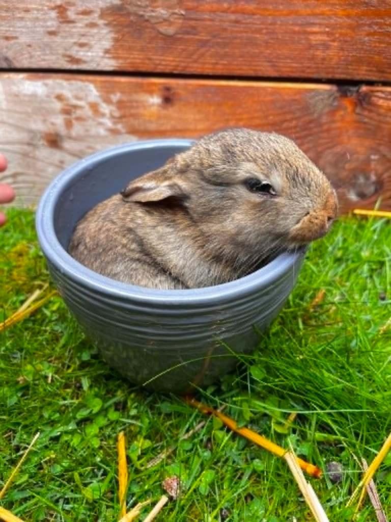 Vlaamse reuzen, Dieren en Toebehoren, Konijnen, Meerdere dieren, Groot, 0 tot 2 jaar